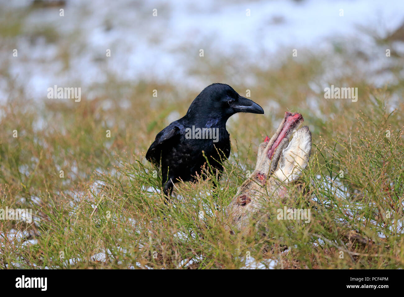 Common Raven, adult, Zdarske Vrchy, Bohemian-Moravian Highlands, Czech Republic, (Corvus corax) Stock Photo