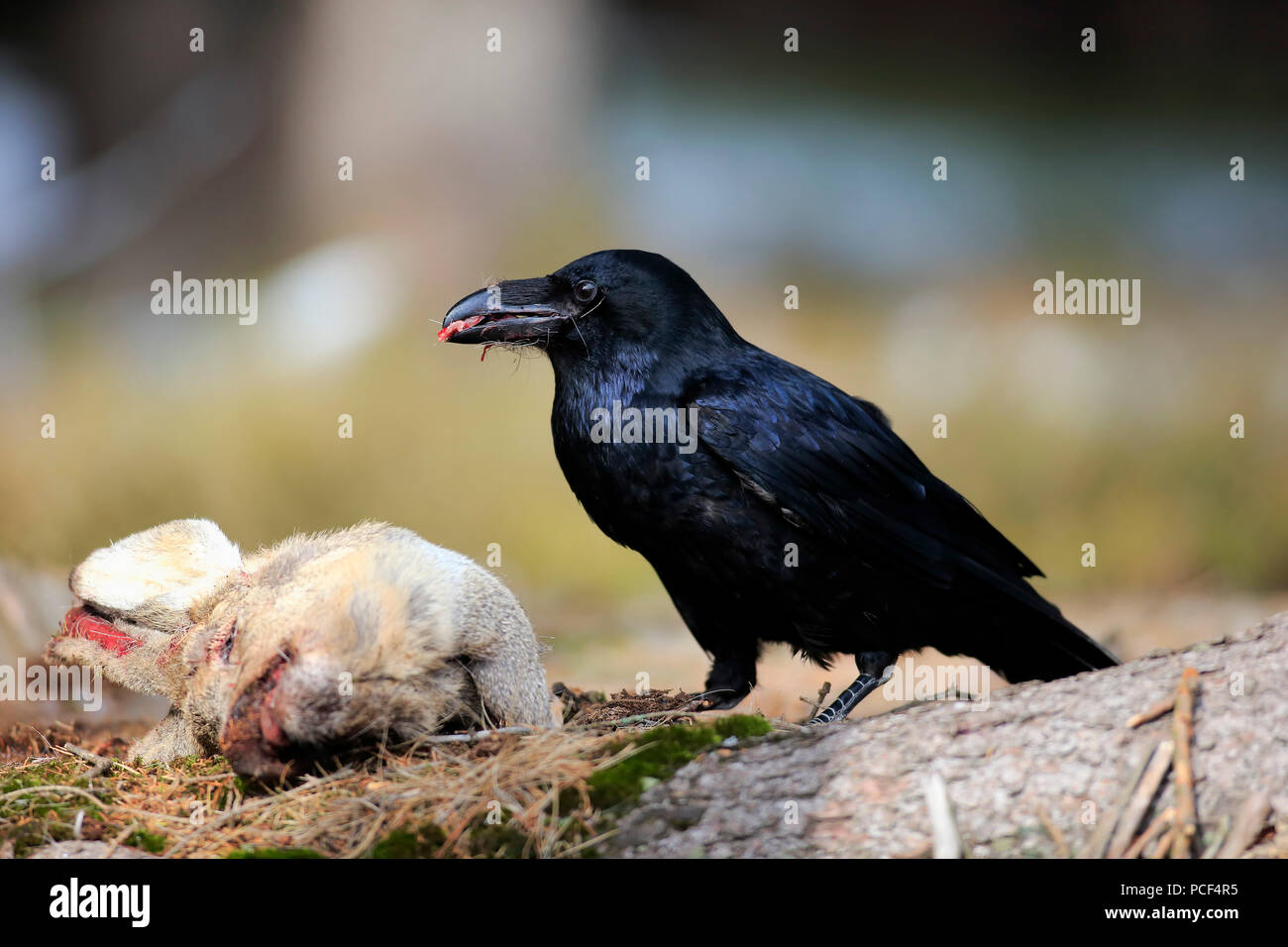 Raven eating hi-res stock photography and images - Alamy