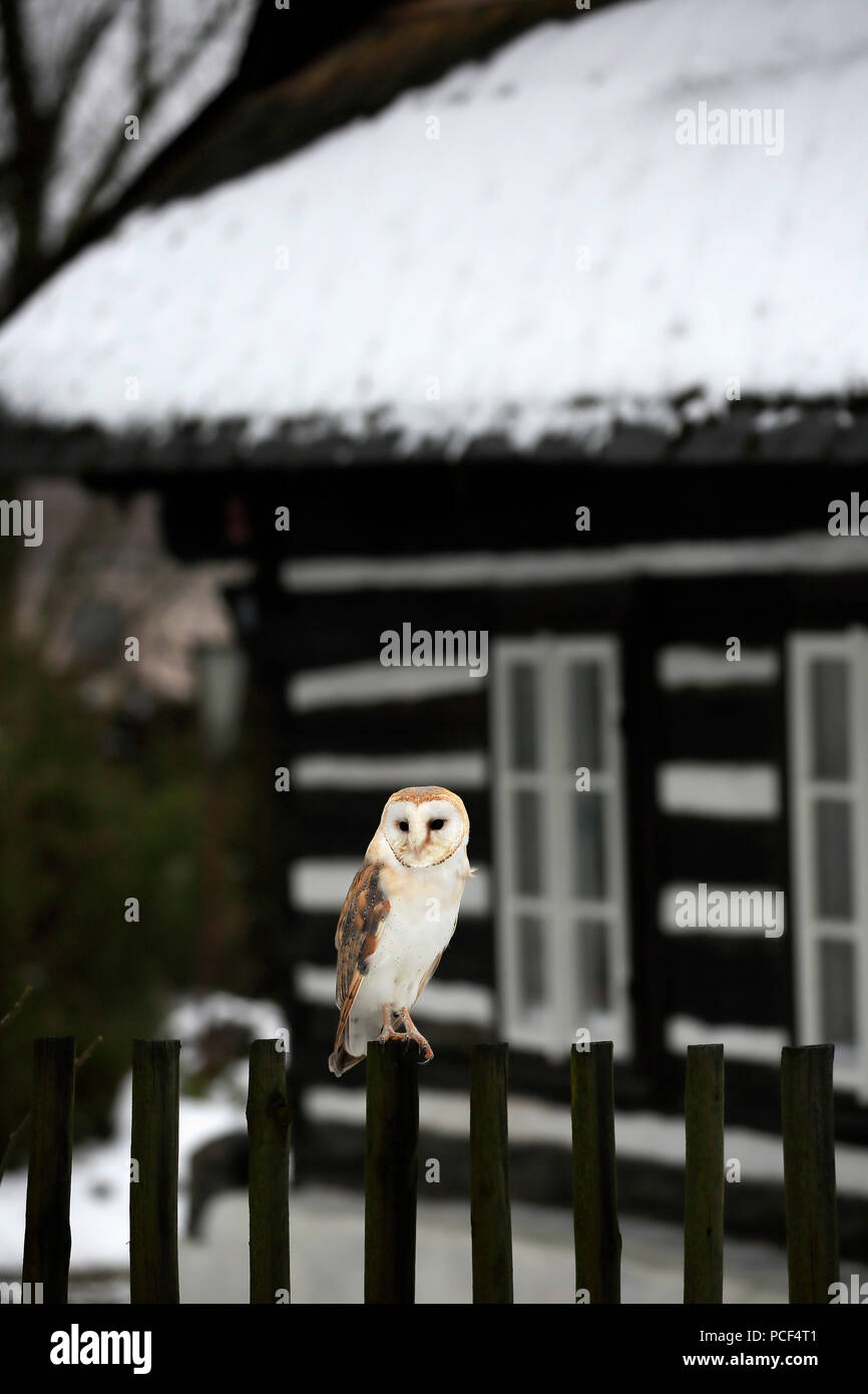 Barn Owl, adult, Zdarske Vrchy, Bohemian-Moravian Highlands, Czech Republic, (Tyto alba) Stock Photo