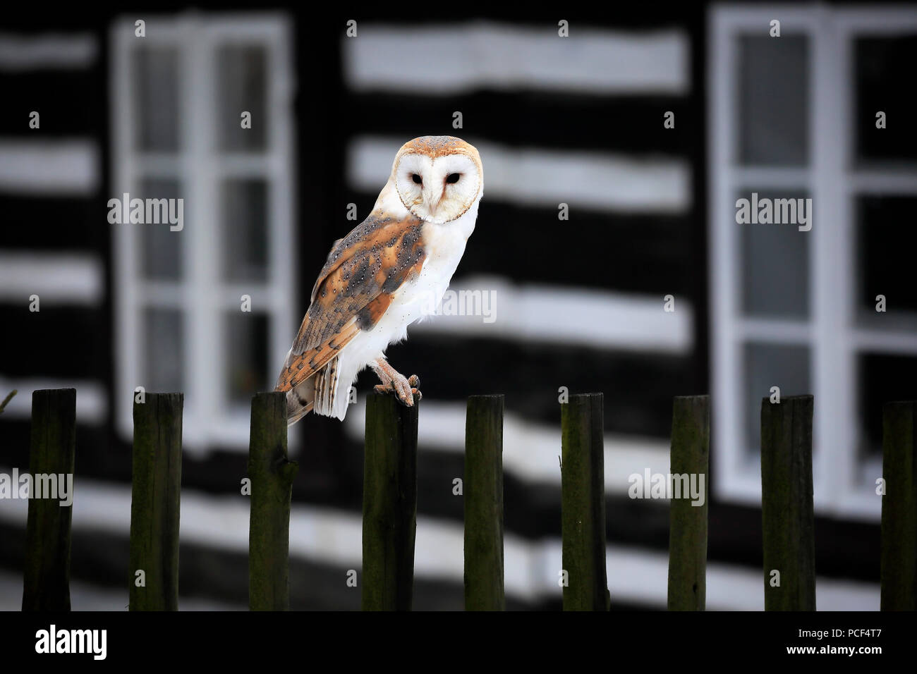 Barn Owl, adult, Zdarske Vrchy, Bohemian-Moravian Highlands, Czech Republic, (Tyto alba) Stock Photo