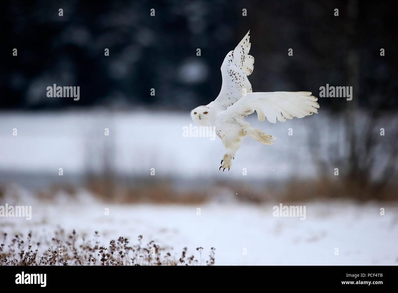 Snowy Owl, adult, Zdarske Vrchy, Bohemian-Moravian Highlands, Czech Republic, (Nyctea scandiaca) Stock Photo