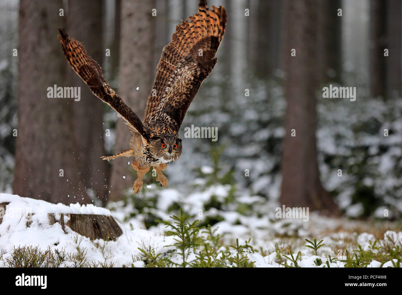 Eagle Owl, adult, Zdarske Vrchy, Bohemian-Moravian Highlands, Czech Republic, (Bubo bubo) Stock Photo