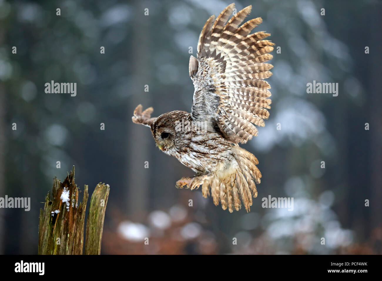 Tawny Owl, adult, Zdarske Vrchy, Bohemian-Moravian Highlands, Czech Republic, (Strix aluco) Stock Photo