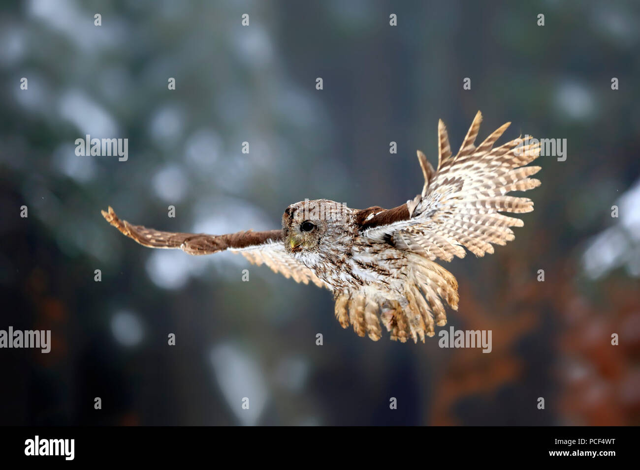 Tawny Owl, adult, Zdarske Vrchy, Bohemian-Moravian Highlands, Czech Republic, (Strix aluco) Stock Photo