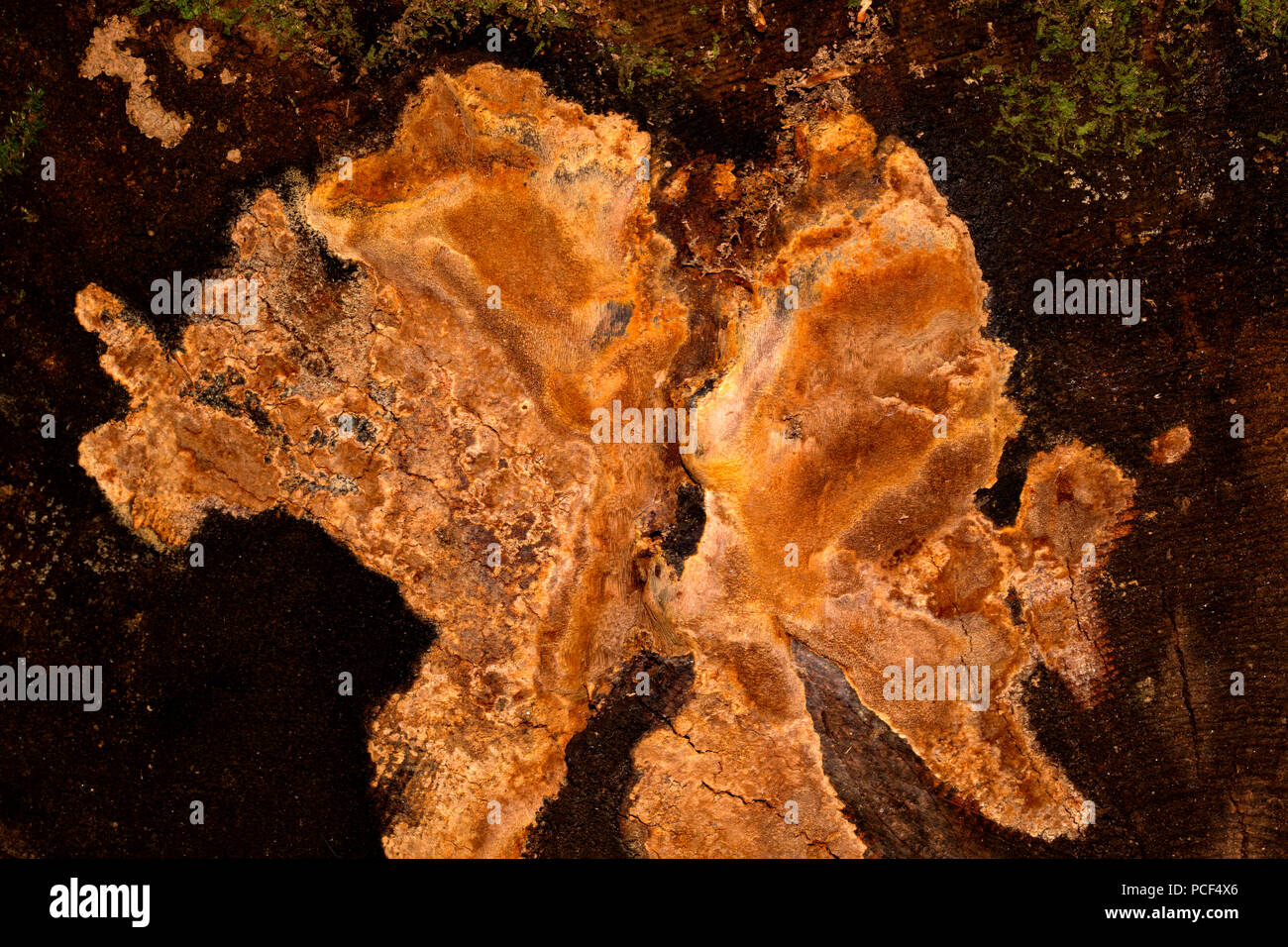 fragrant tinder fungus, (Phellinus pouzarii) Stock Photo