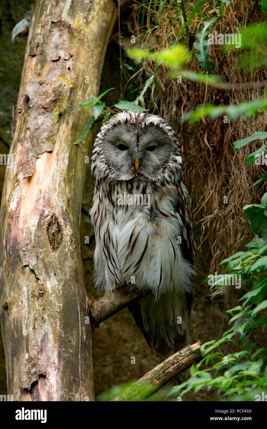 ural owl, (Strix uralensis) Stock Photo