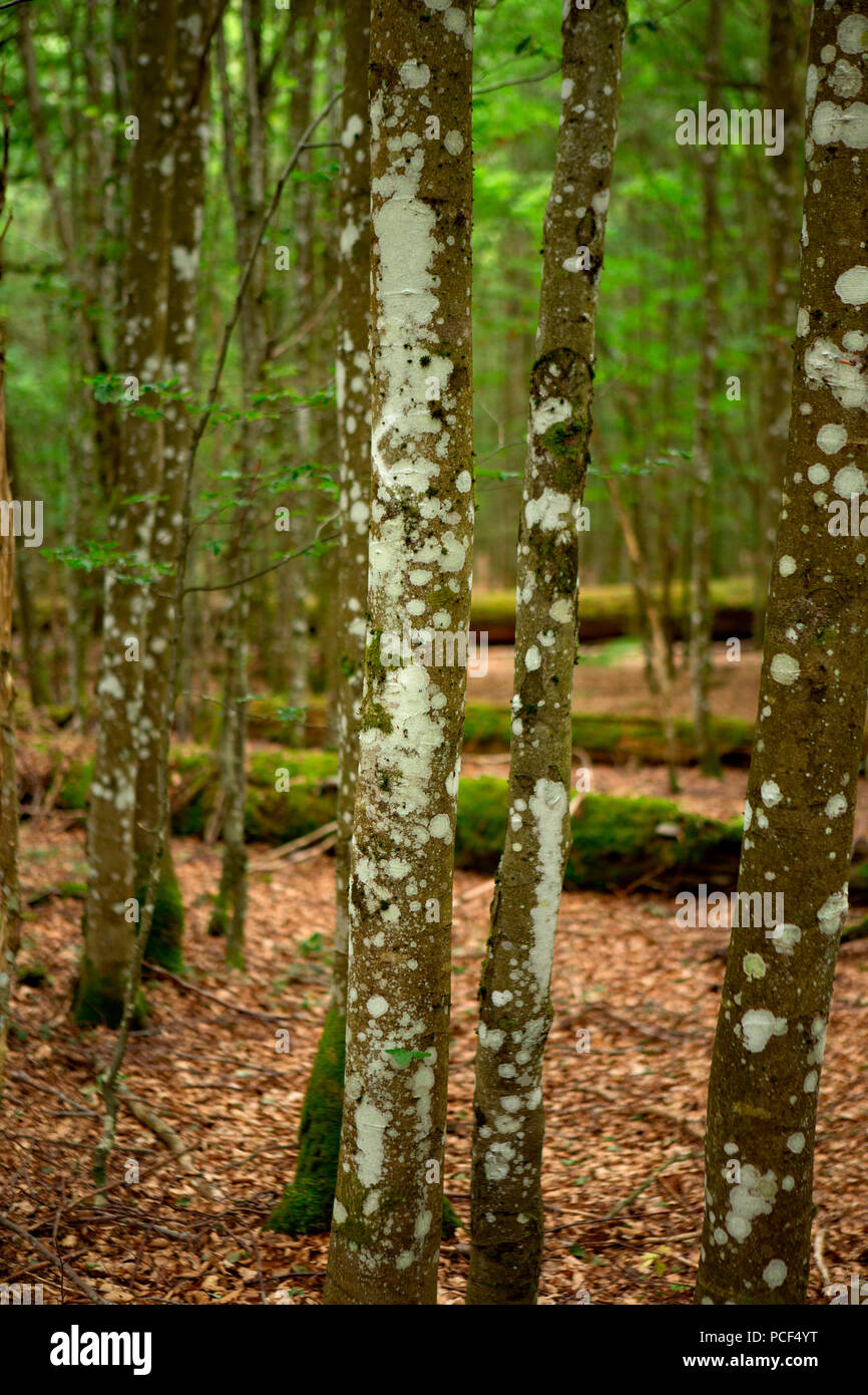 Watzlik-Hain primeval forest, bavarian forest Stock Photo