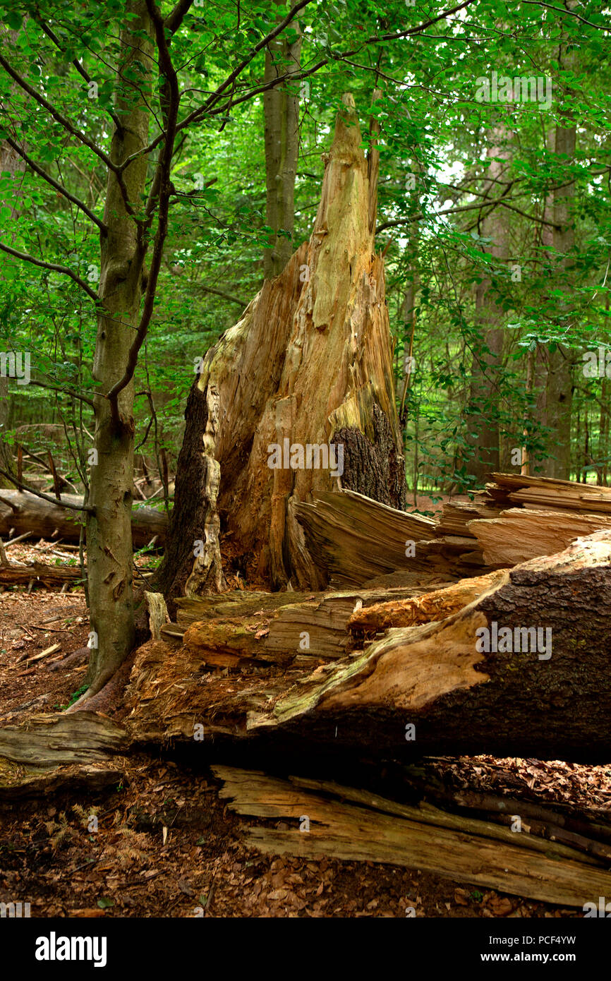 Watzlik-Hain primeval forest, bavarian forest Stock Photo