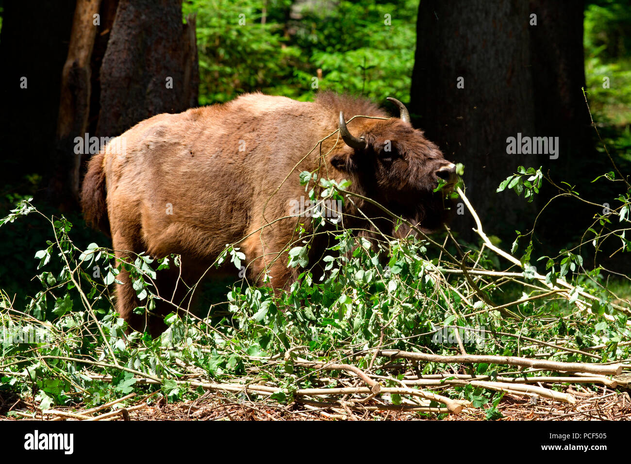 european bison, (Bison bonasus) Stock Photo