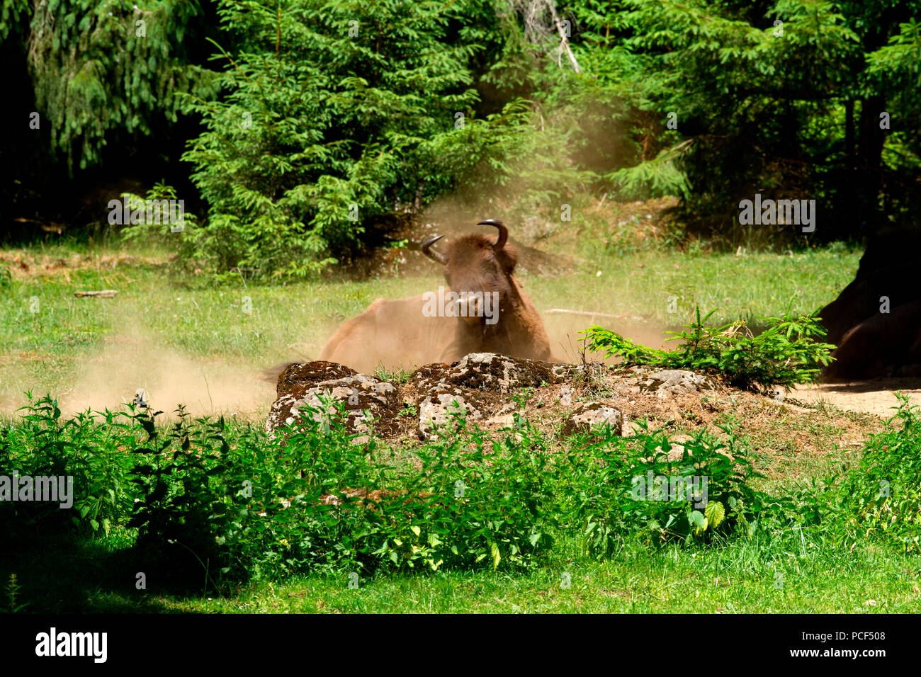 european bison, dust bathing, (Bison bonasus) Stock Photo