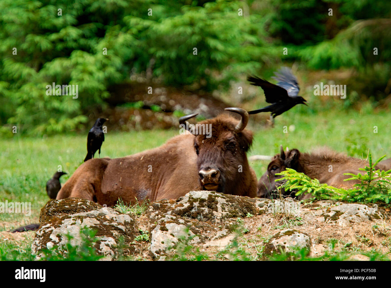 european bison and carrion crows, (Bison bonasus) Stock Photo