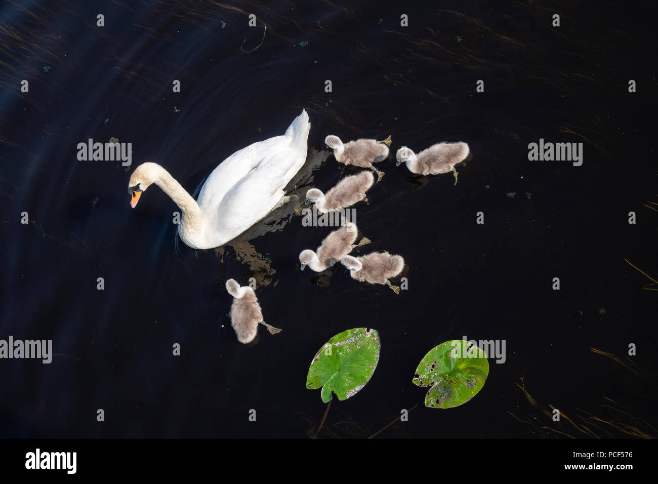 A swan and Cygnets swimming by lily's in a lake Stock Photo