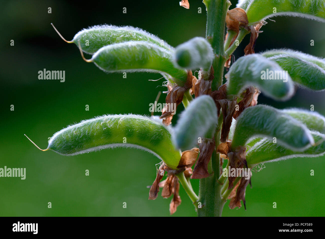 Samenstand einer Lupine, Sorte Schlossfrau, Lupinus polyphyllus Stock Photo