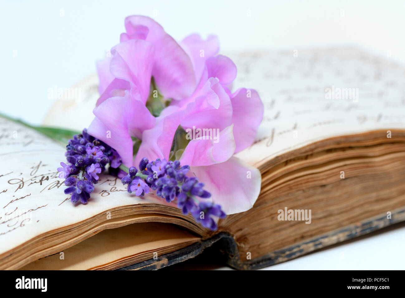 Duftwicke und Lavendelblueten auf Buch mit alter Handschrift Stock Photo