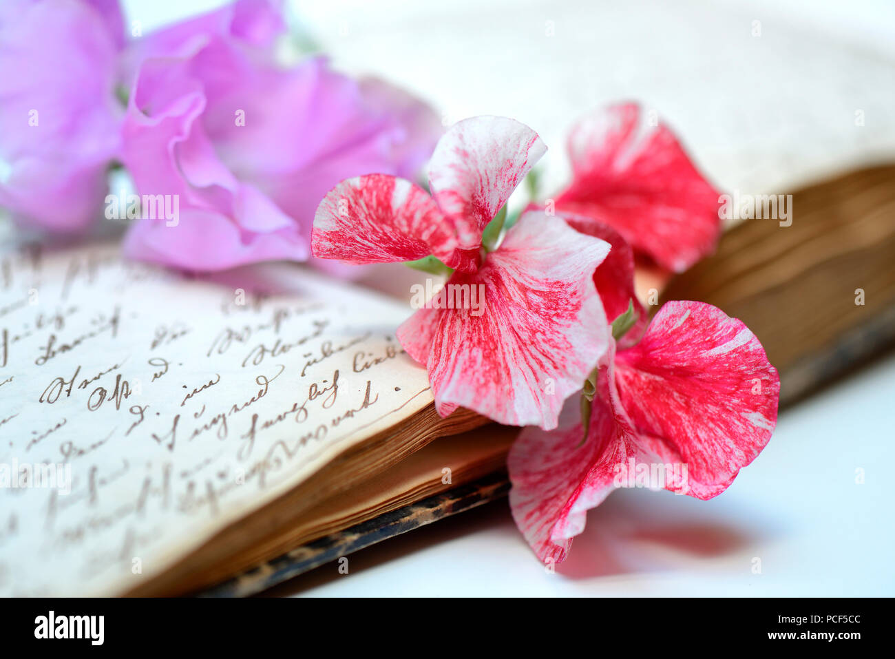 Duftwickenblueten auf Buch mit alter Handschrift, Lathyrus odoratus Stock Photo