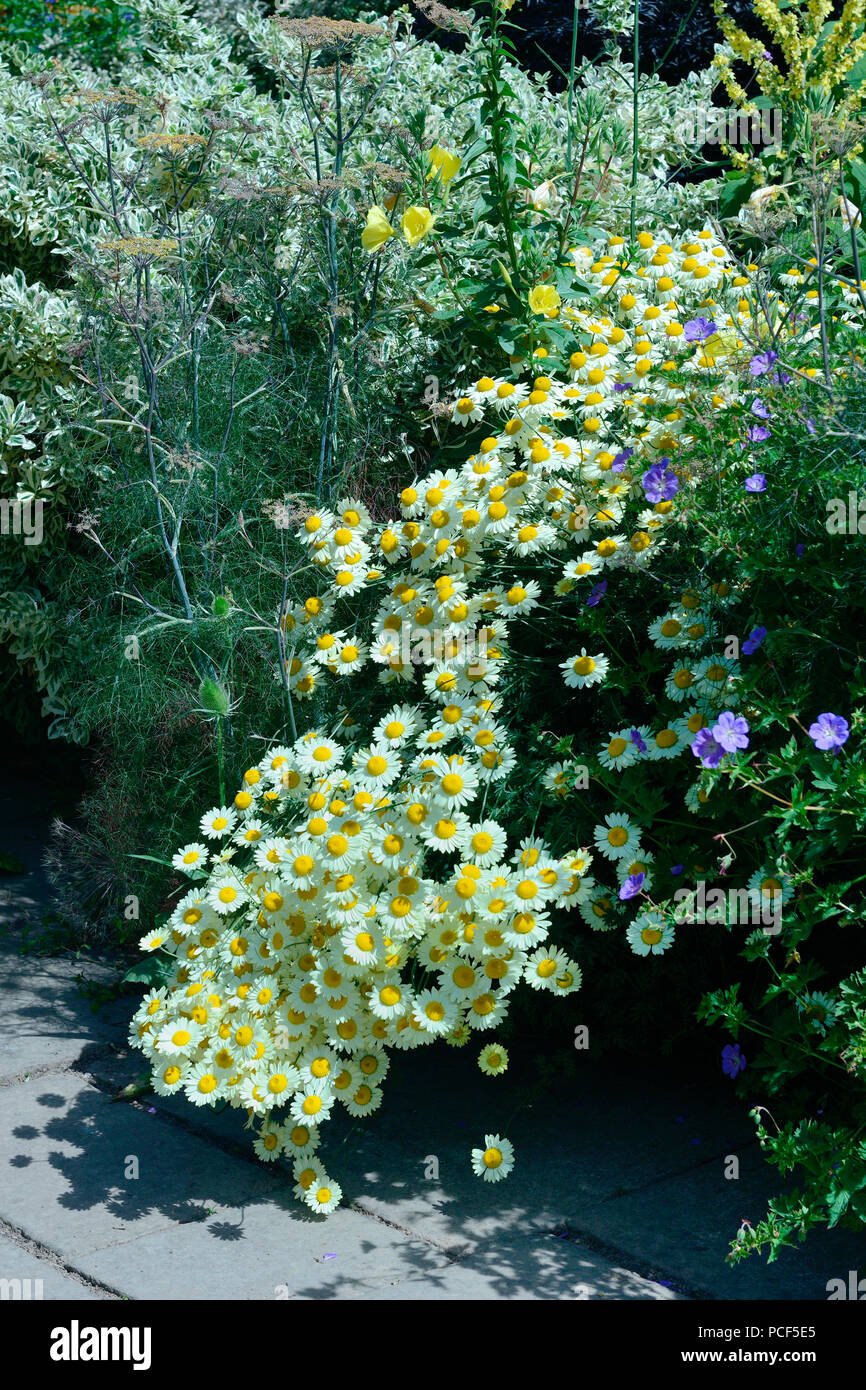 Blumenbeet mit Margeriten, Leucanthemum vulgare Stock Photo