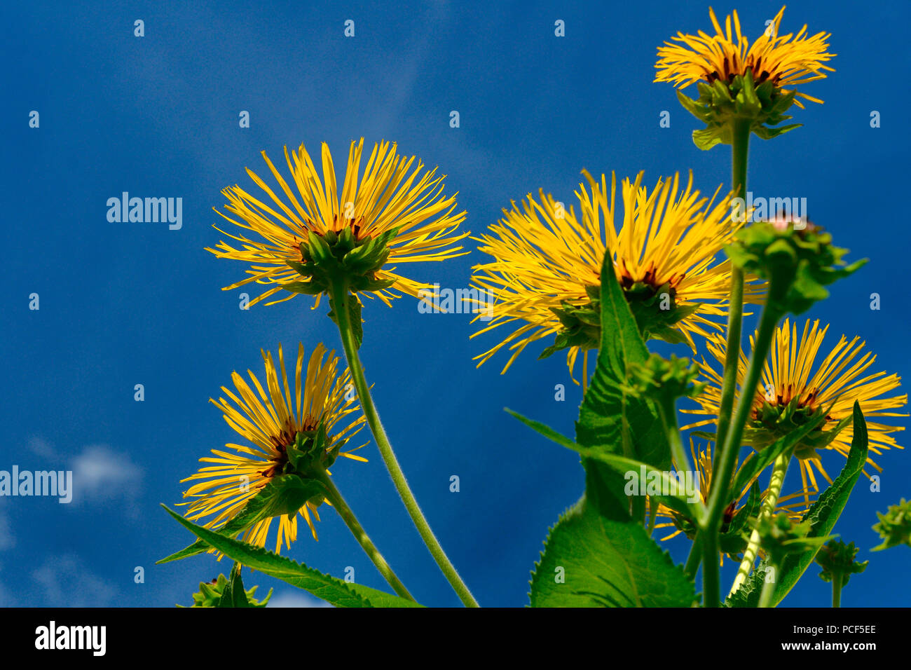 Echter Alant, Inula helenium Stock Photo