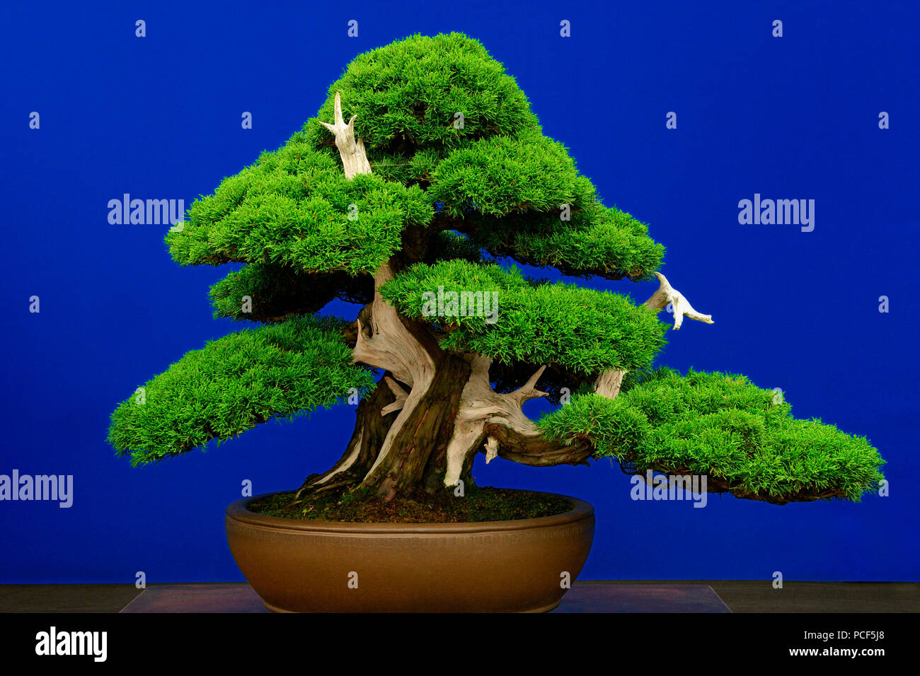 Bonsai-Baum, Chinesischer Wacholder, Juniperus chinensis, Sorte Itoigawa, ca. 1875 Stock Photo