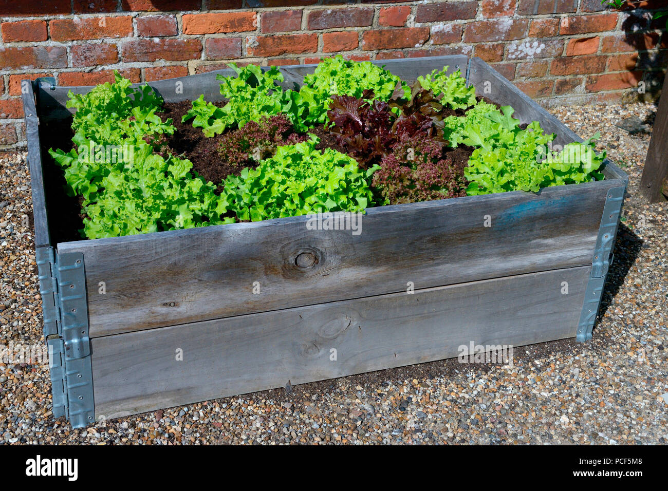 Garden Lettuce Lactuca Sativa High Resolution Stock Photography and ...