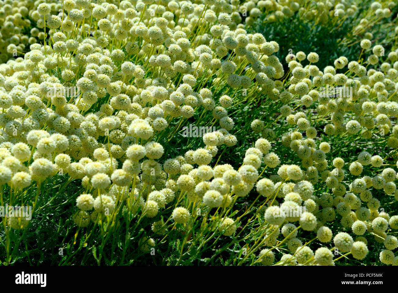 Heiligenrkaut, Santolina rosmarinifolia Stock Photo
