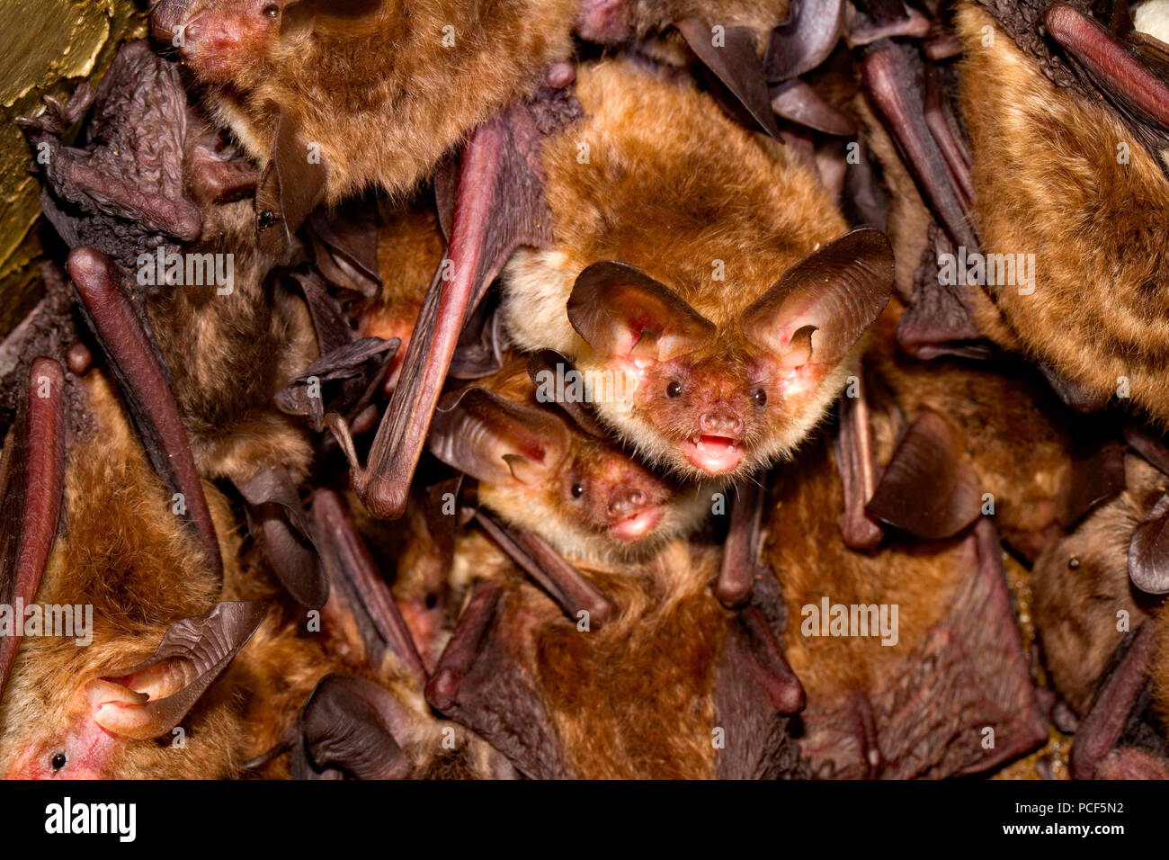 bechstein's bats, (Myotis bechsteinii) Stock Photo