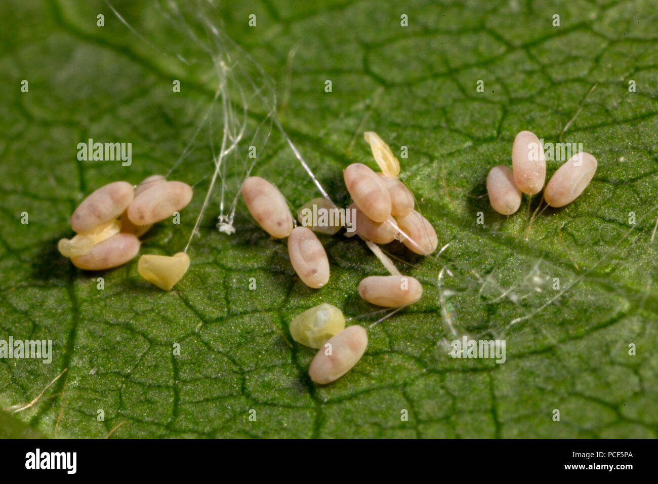 Green Lacewing Eggs Chrysopidae Stock Photo Alamy