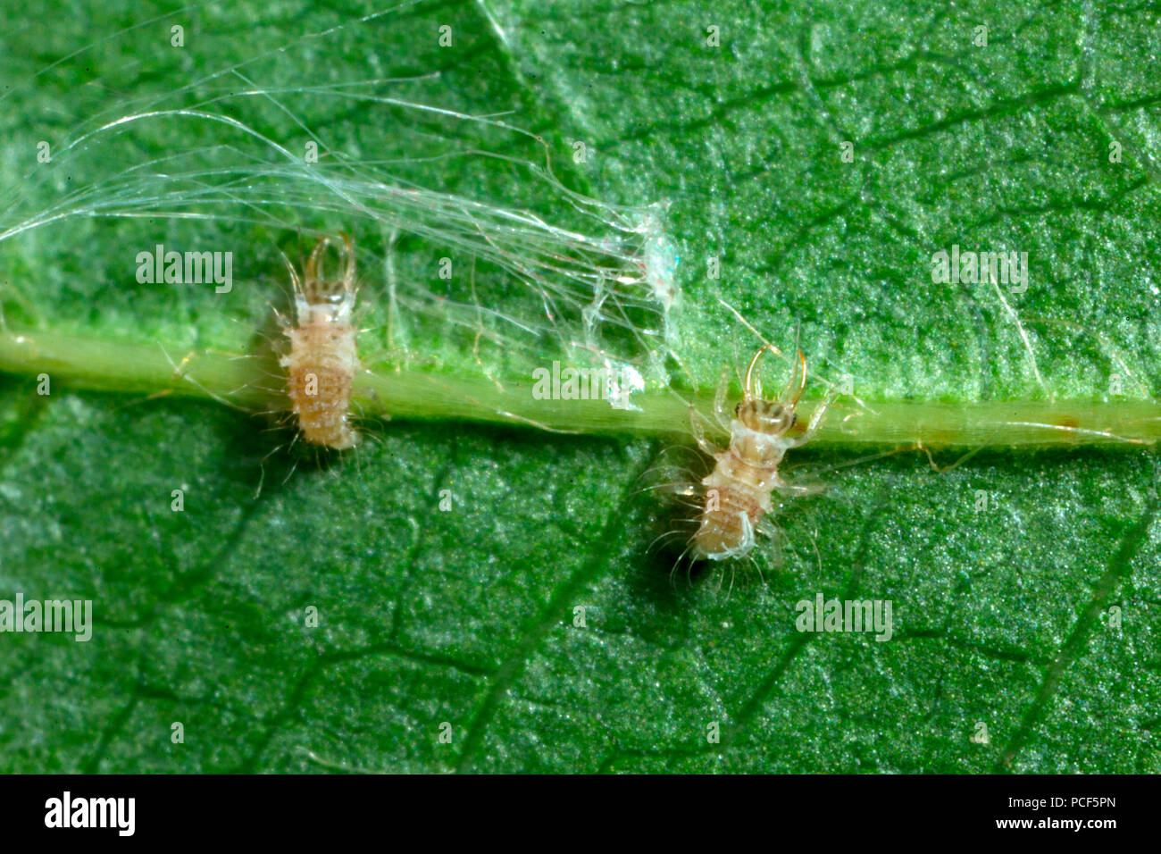 green lacewings, larvae, (Chrysopidae) Stock Photo