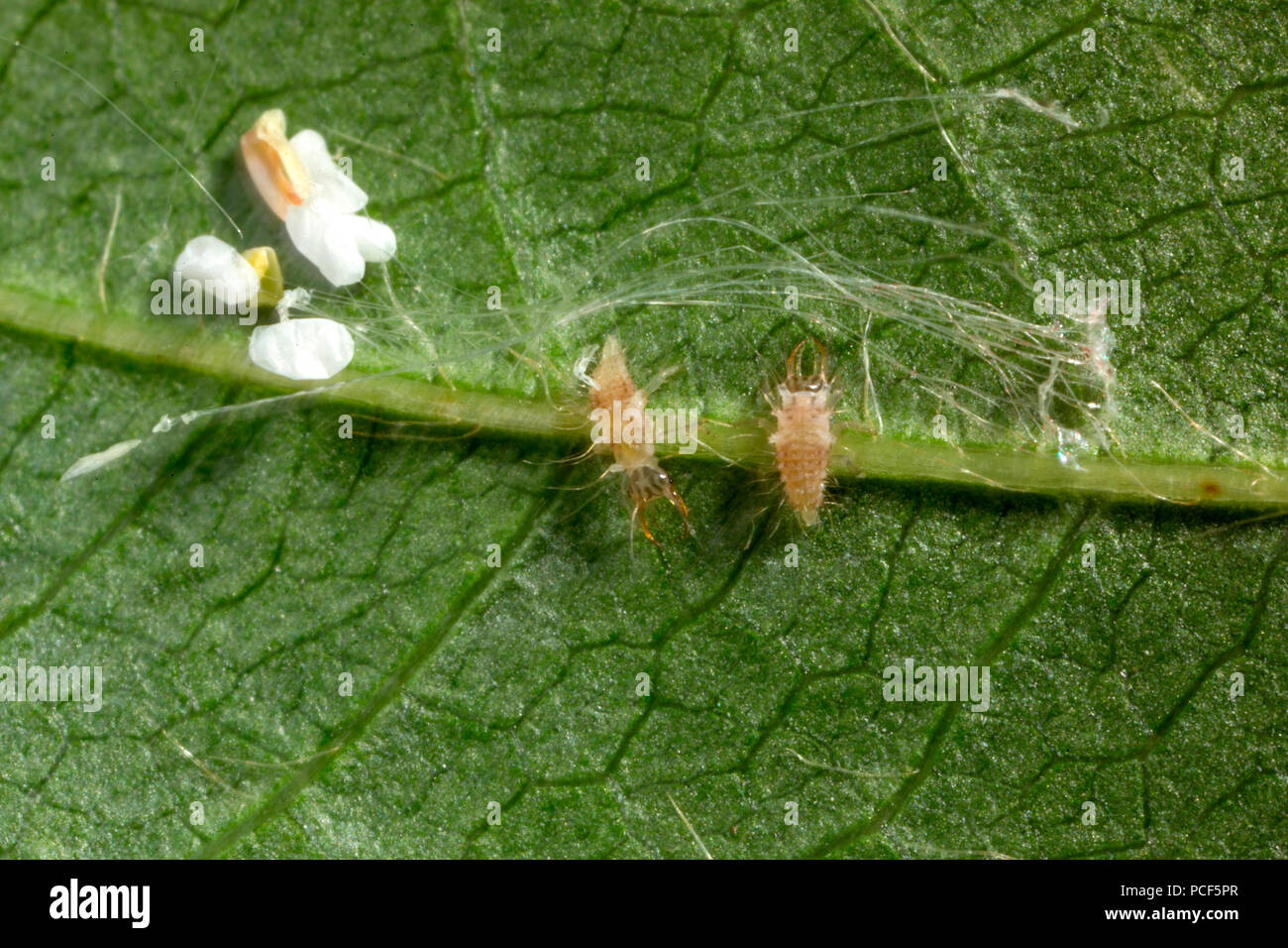 green lacewings, larvae, eggs, (Chrysopidae) Stock Photo