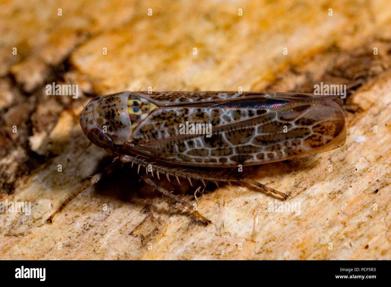 leafhopper, (Allygus mixtus) Stock Photo