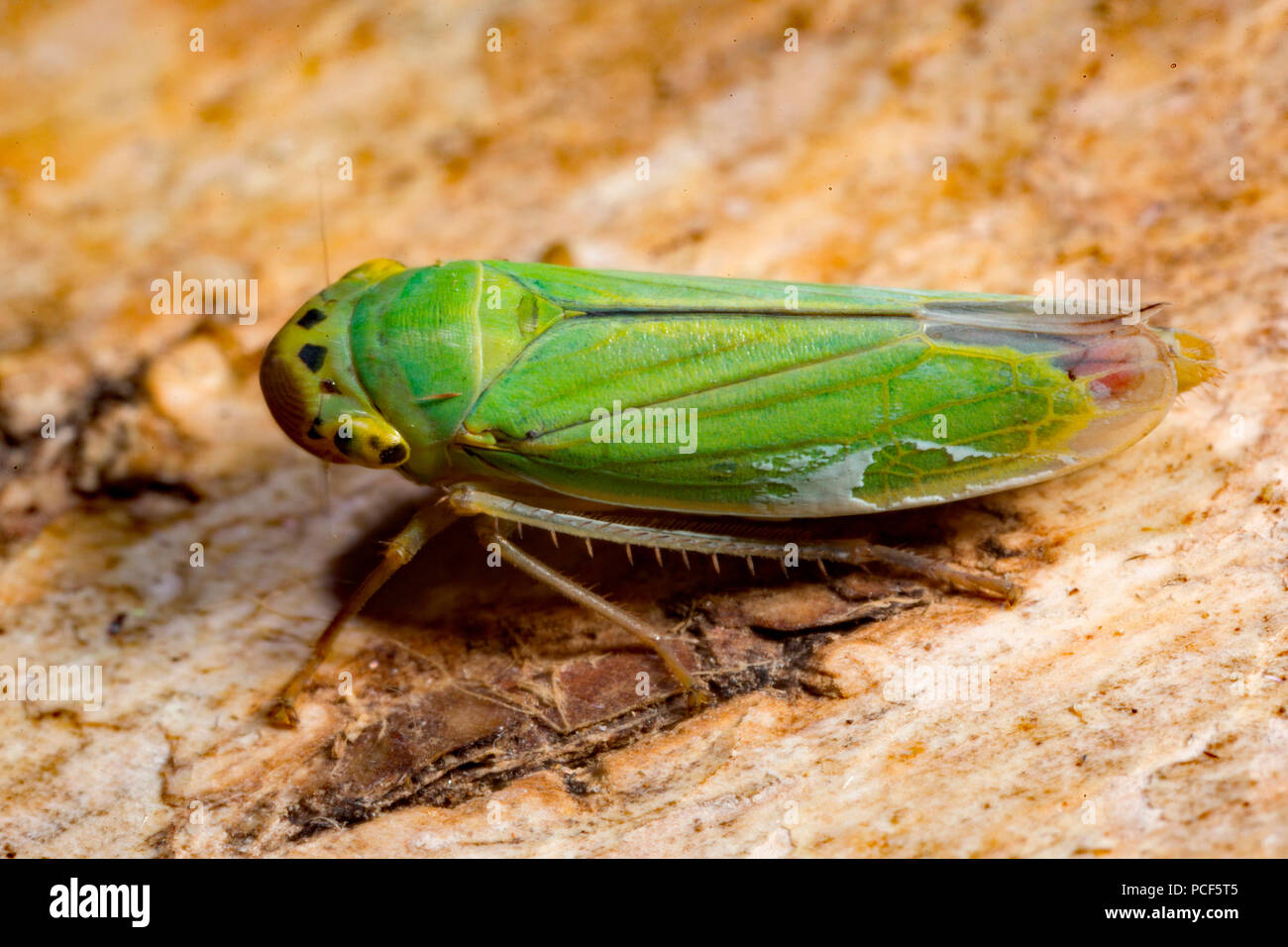 green leafhopper, (Cicadella viridis, Tettigella viridis) Stock Photo