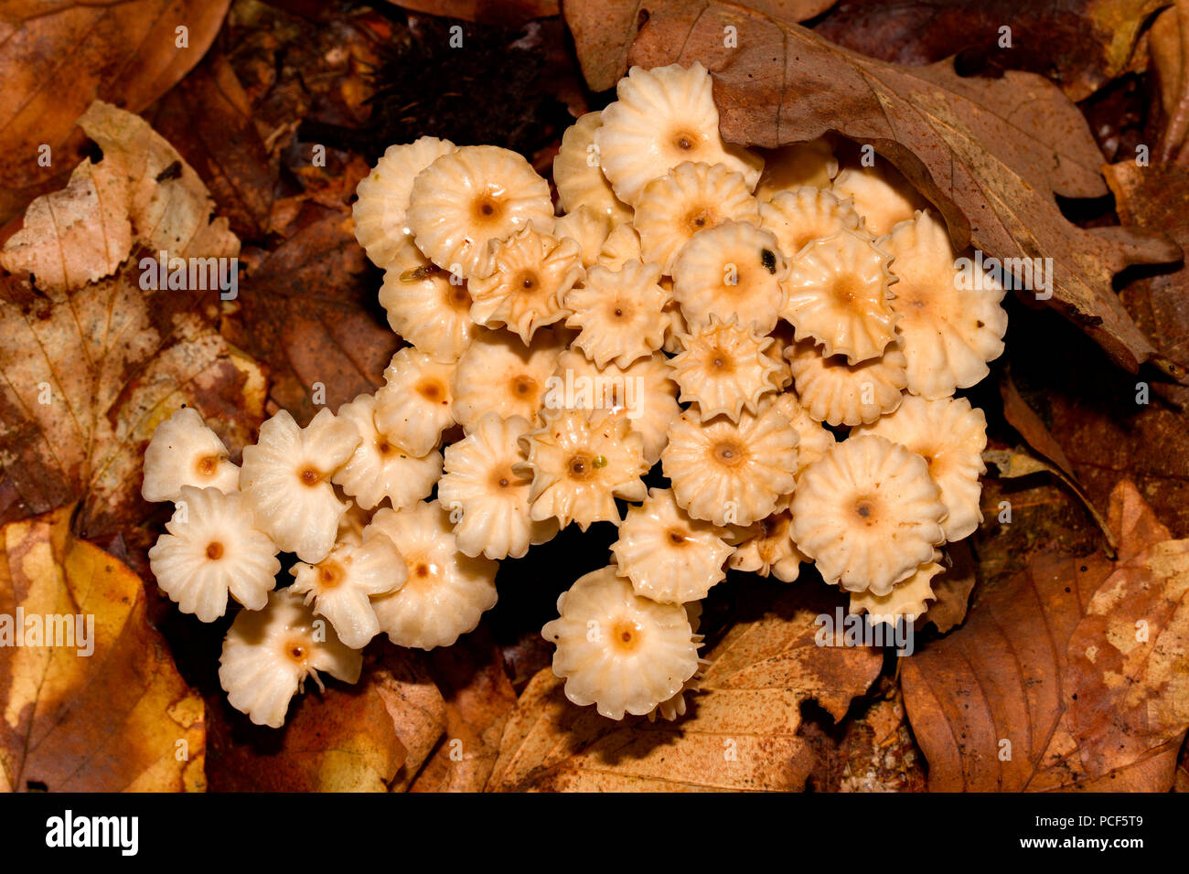 pinwheel mushroom, (Marasmius rotula) Stock Photo