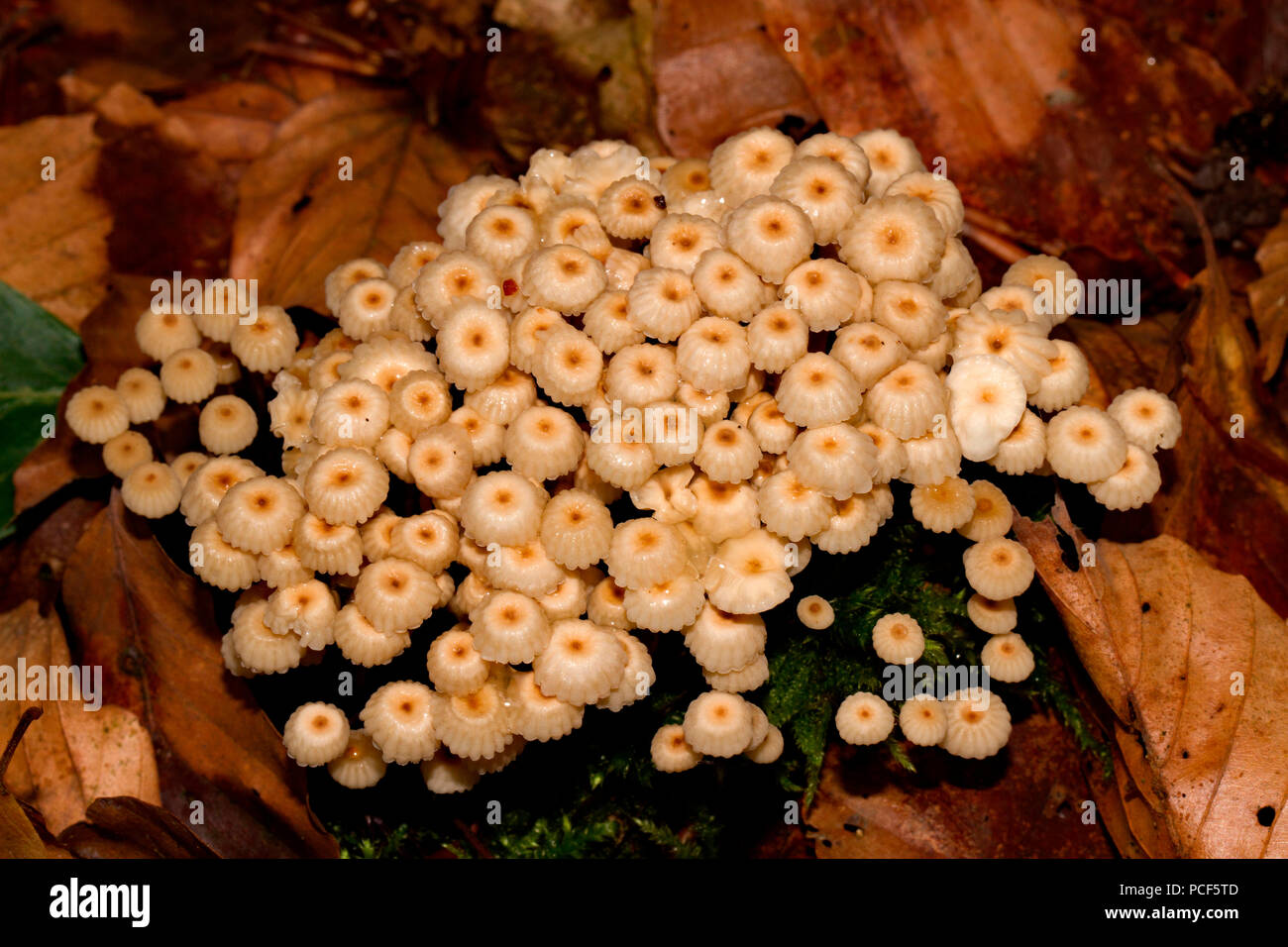 pinwheel mushroom, (Marasmius rotula) Stock Photo