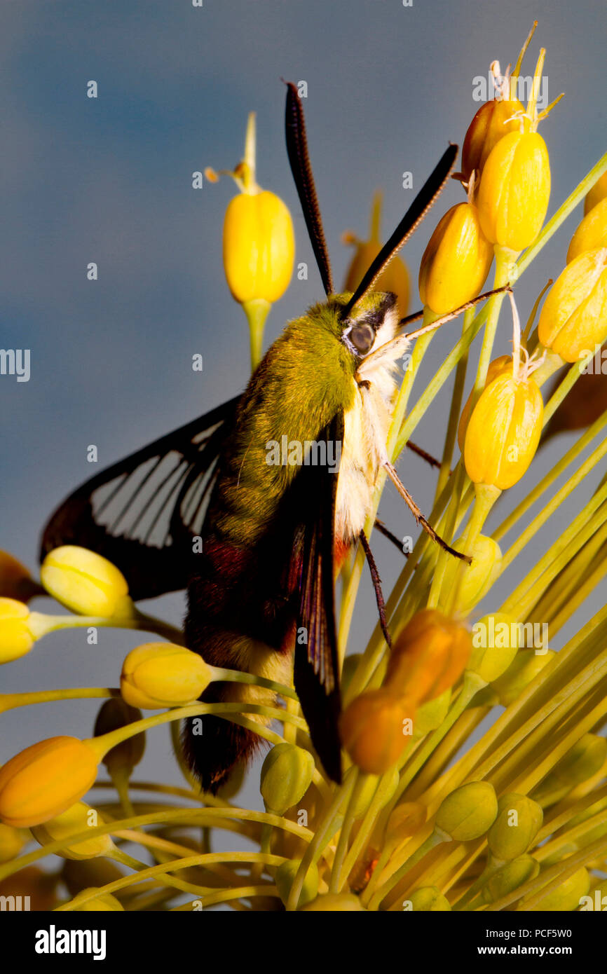 broad-bordered bee hawk-moth, (Hemaris fuciformis) Stock Photo