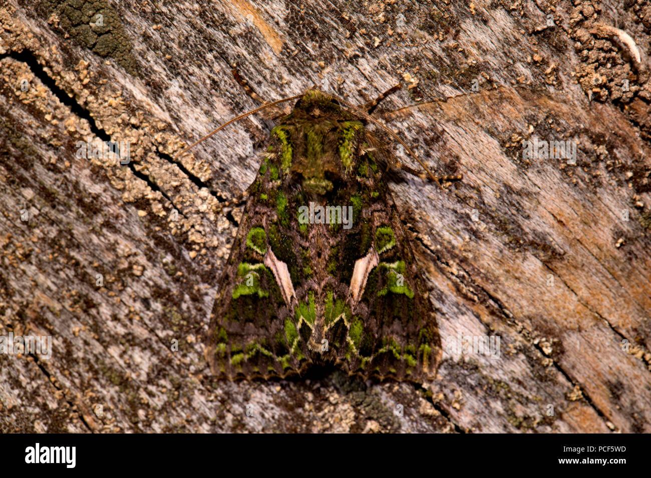 orache moth, (Trachea atriplicis) Stock Photo