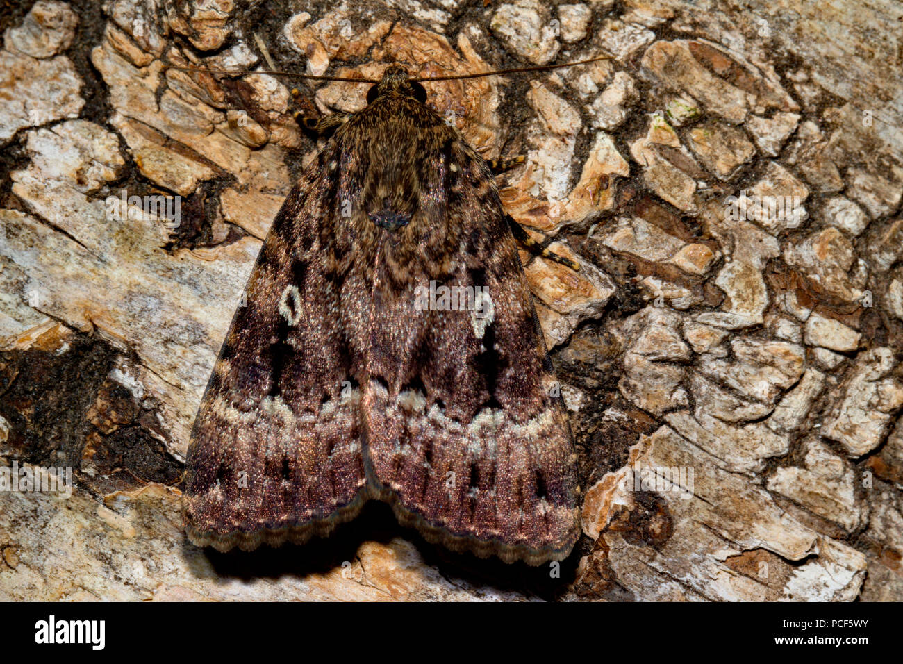 copper underwing moth, (Amphipyra pyramidea) Stock Photo