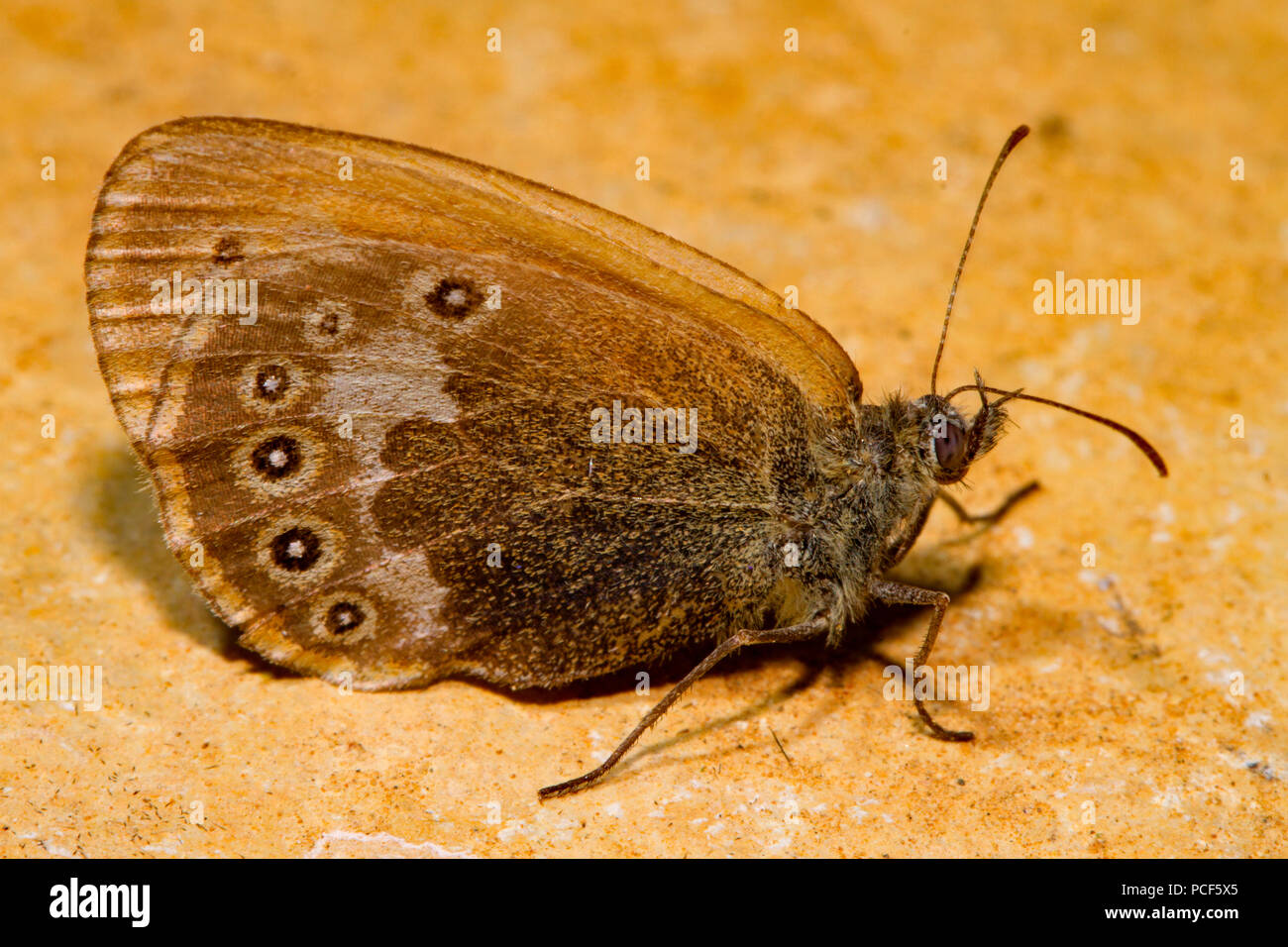 chestnut heath moth, (Coenonympha glycerion) Stock Photo
