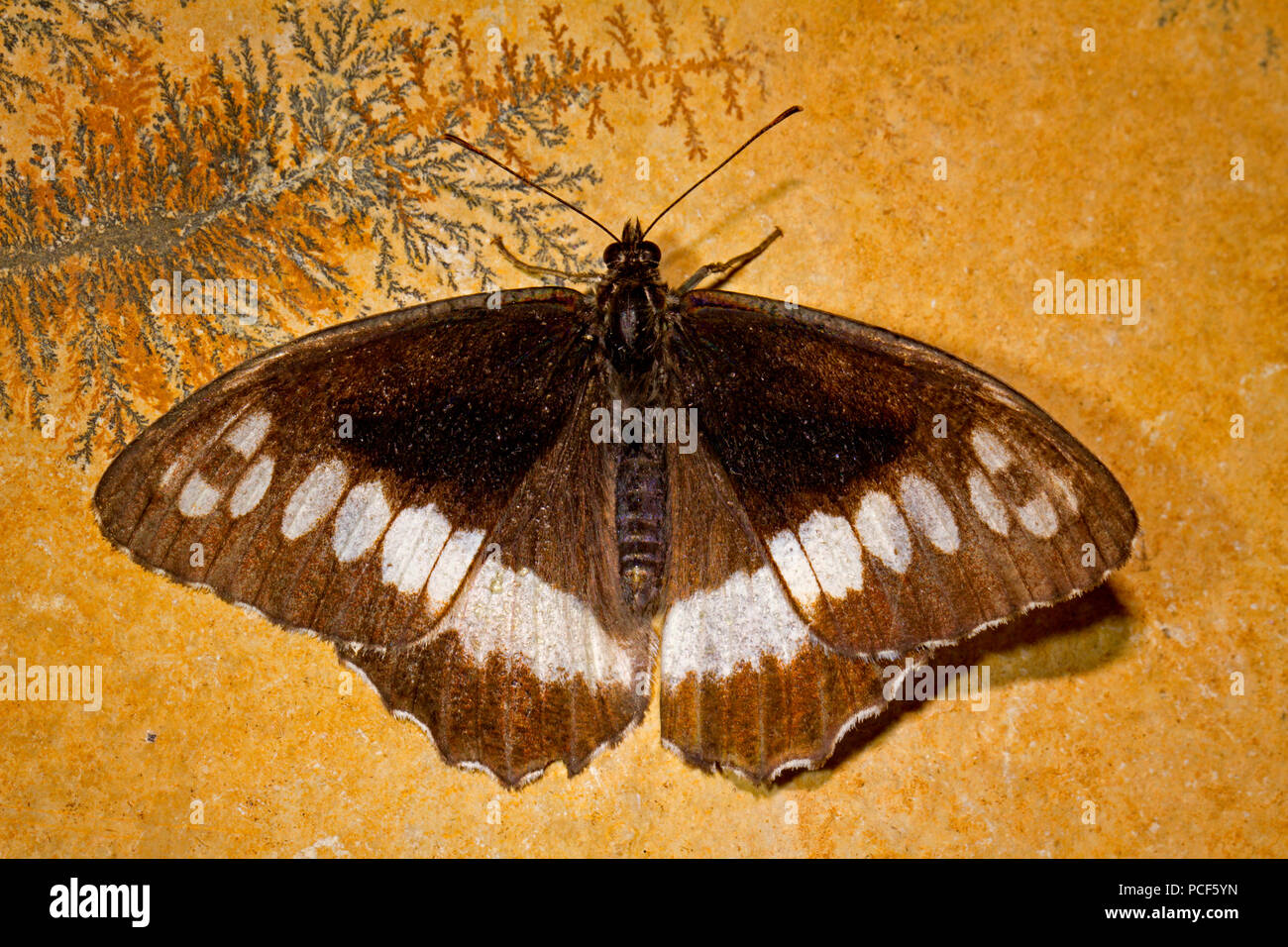 Great banded grayling butterfly,(Aulocera circe) Stock Photo