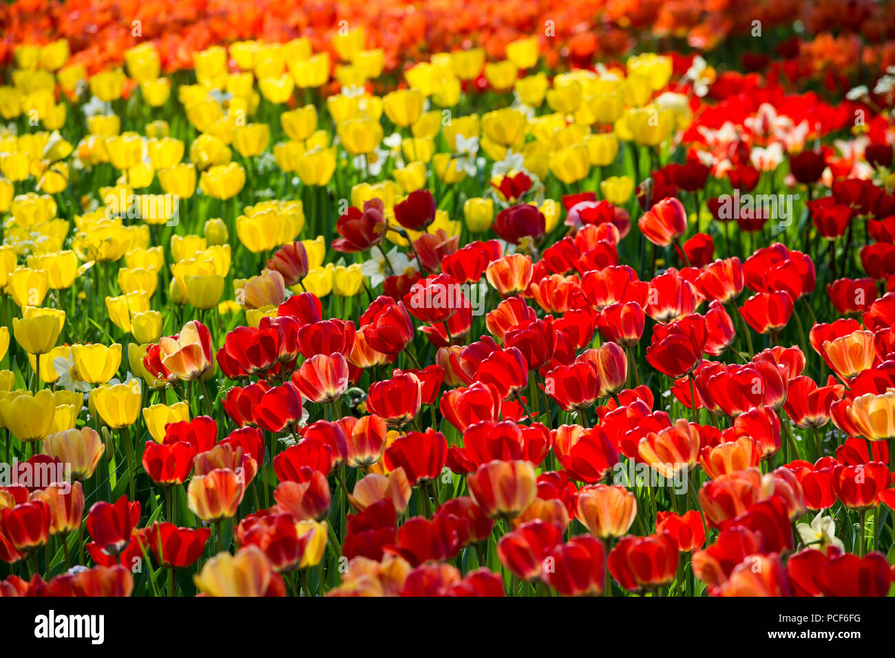 Blooming tulip meadows in spring, Mainau Island, Lake Constance, Baden-Württemberg, Germany Stock Photo