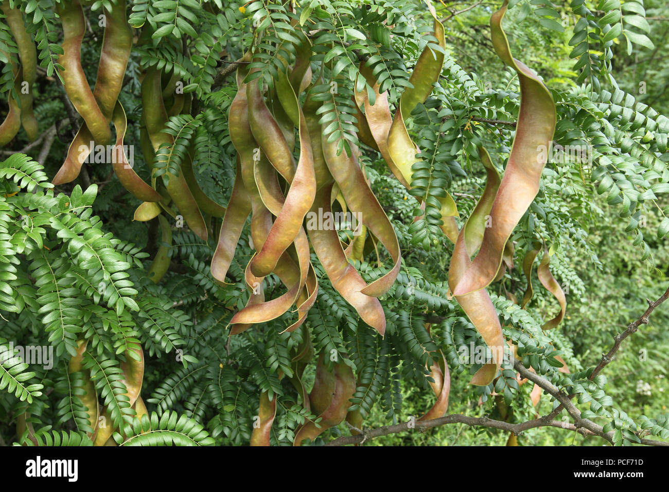 Carob tree (Ceratonia siliqua), closed legumes, southern Hungary, Hungary Stock Photo