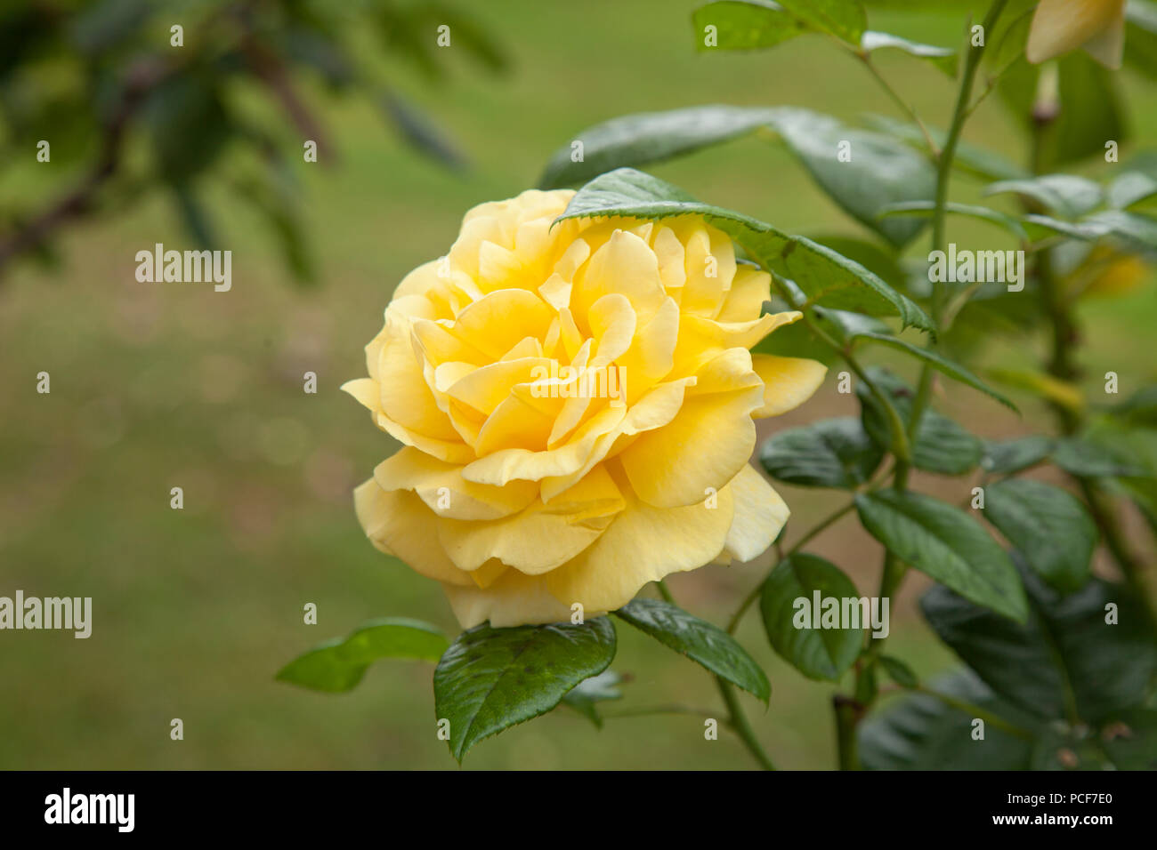 natural floral background with pale yellow hybrid tea rose Stock Photo ...