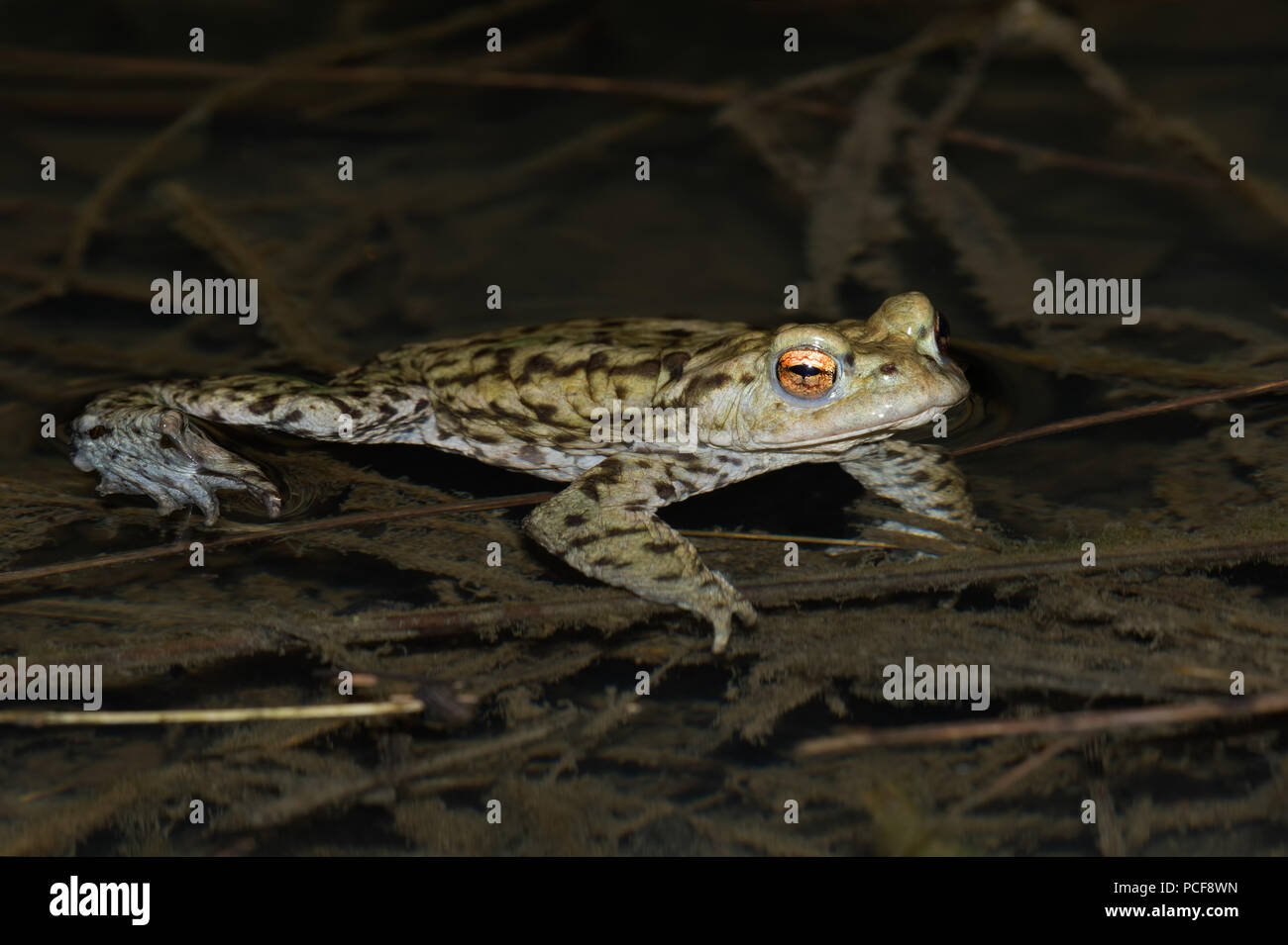 Common Toad (Bufo bufo) Stock Photo