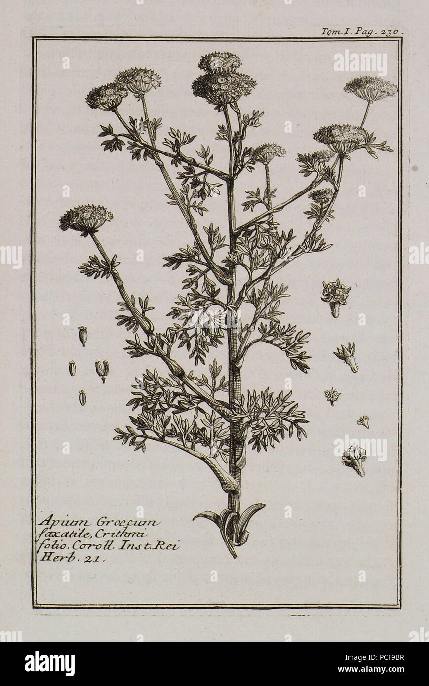 53 Apium Graecum saxatile, Crithmi folio Coroll Inst Rei herb 21 - Tournefort Joseph Pitton De - 1717 Stock Photo