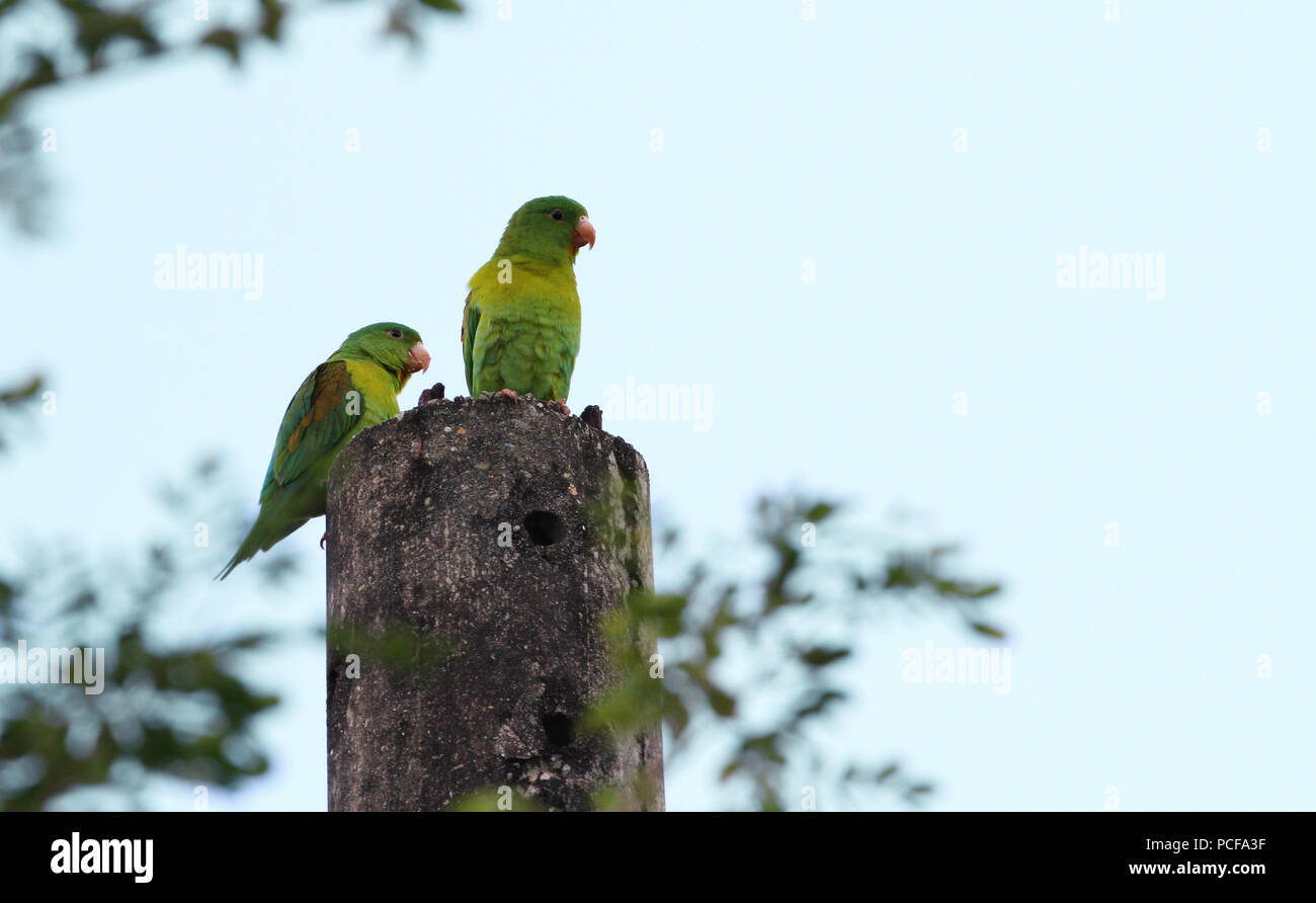 A couple of Orange-chinned Parakeet (Brotogeris jugularis) also known as the Tovi parakeet on top of an electric pole Stock Photo