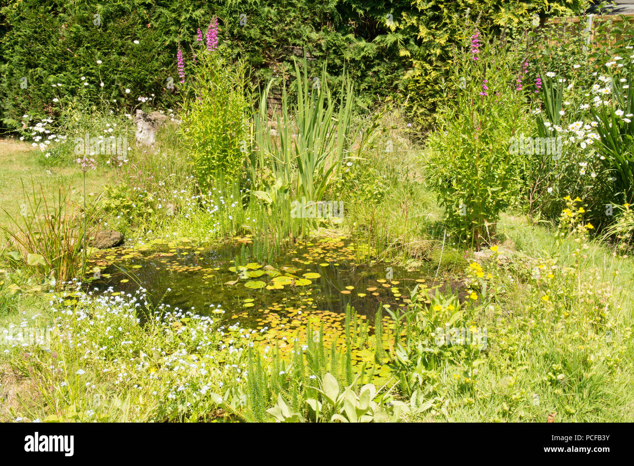 wildlife pond in garden for nature, Sussex, UK, June. Stock Photo