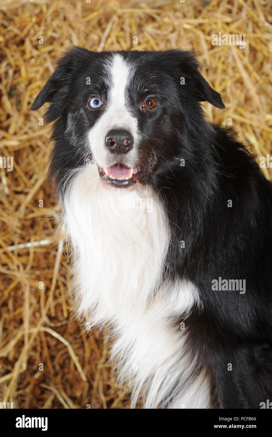 Border Collie With Blue Eyes Stock Photos Border Collie With