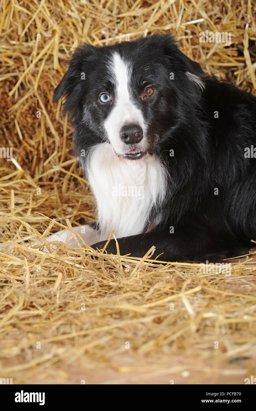 Border collie, male, black and white. with brown and blue eyes, Austria Stock Photo