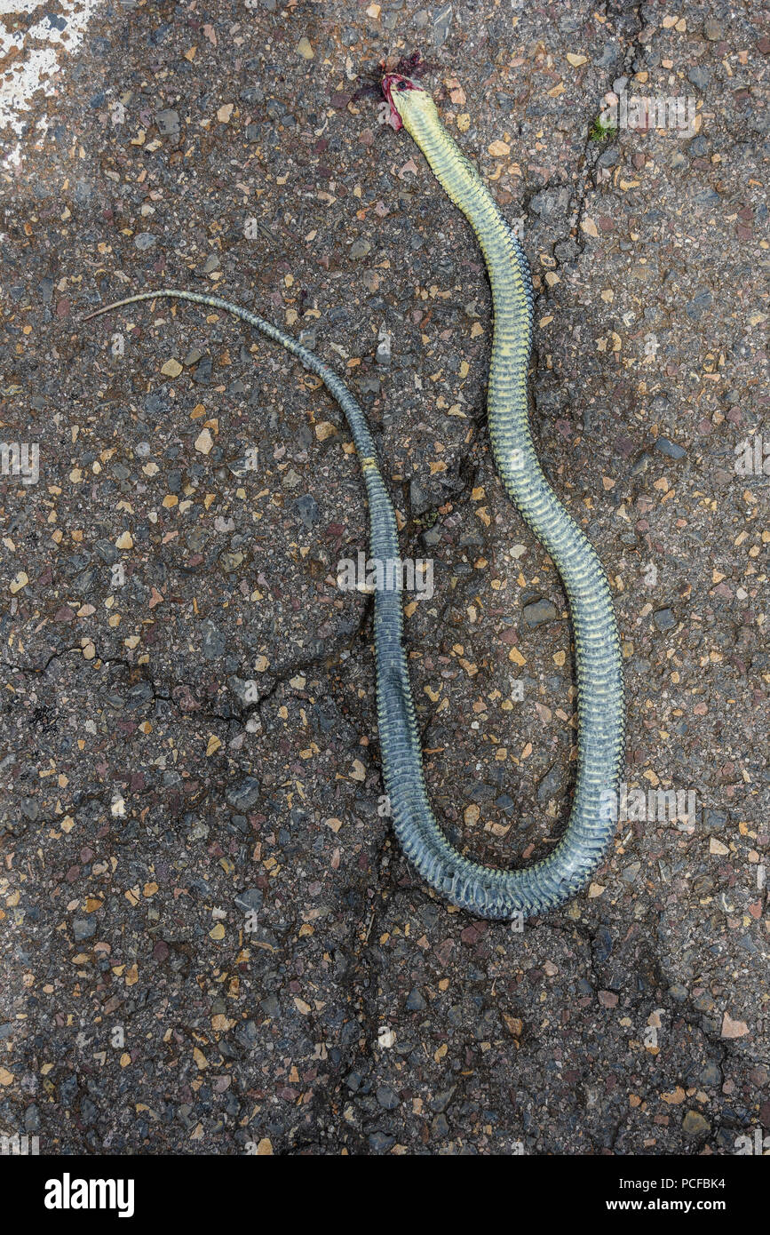 Run over snake hires stock photography and images Alamy