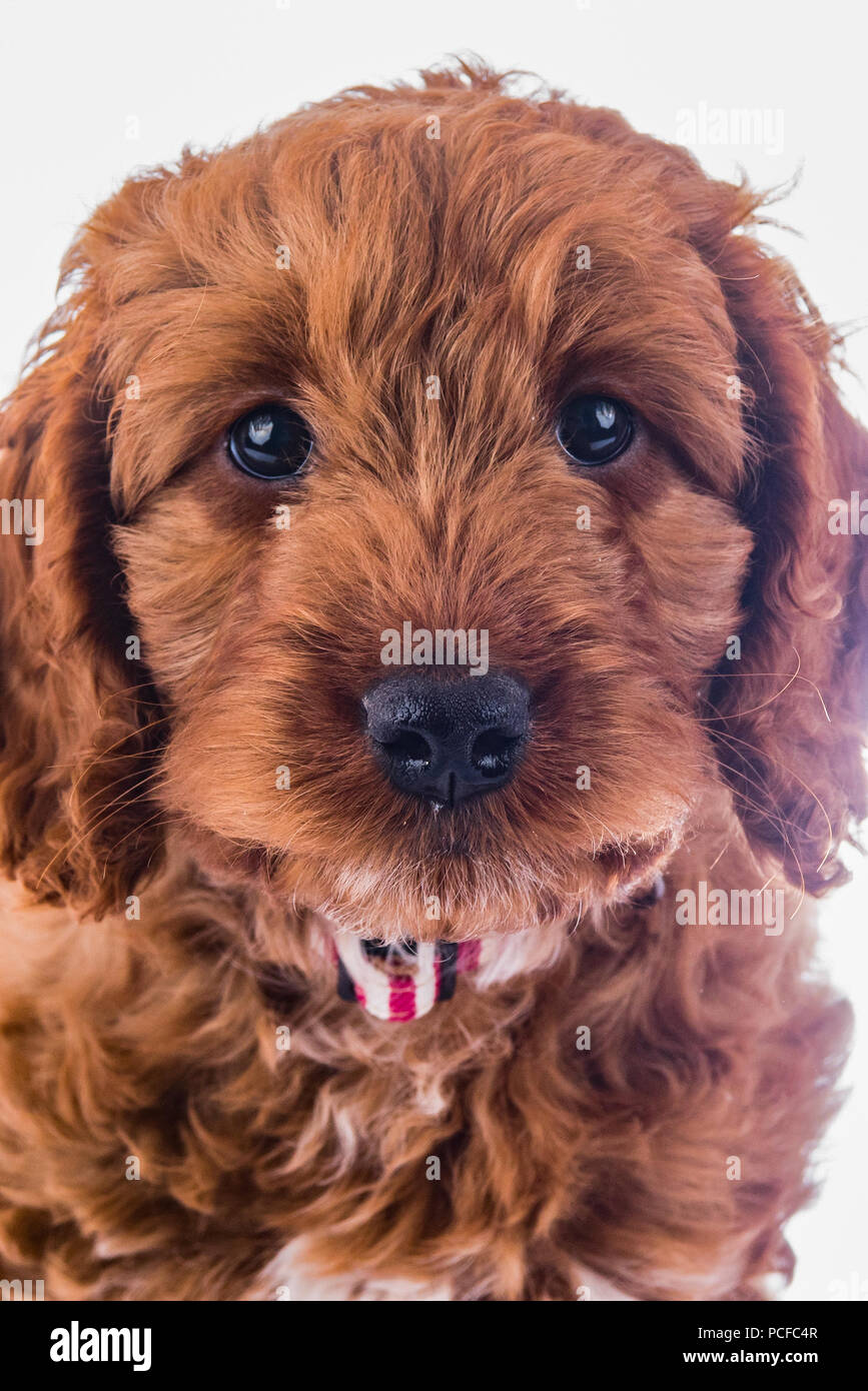 cute cockerpoo puppy portrait Stock Photo - Alamy
