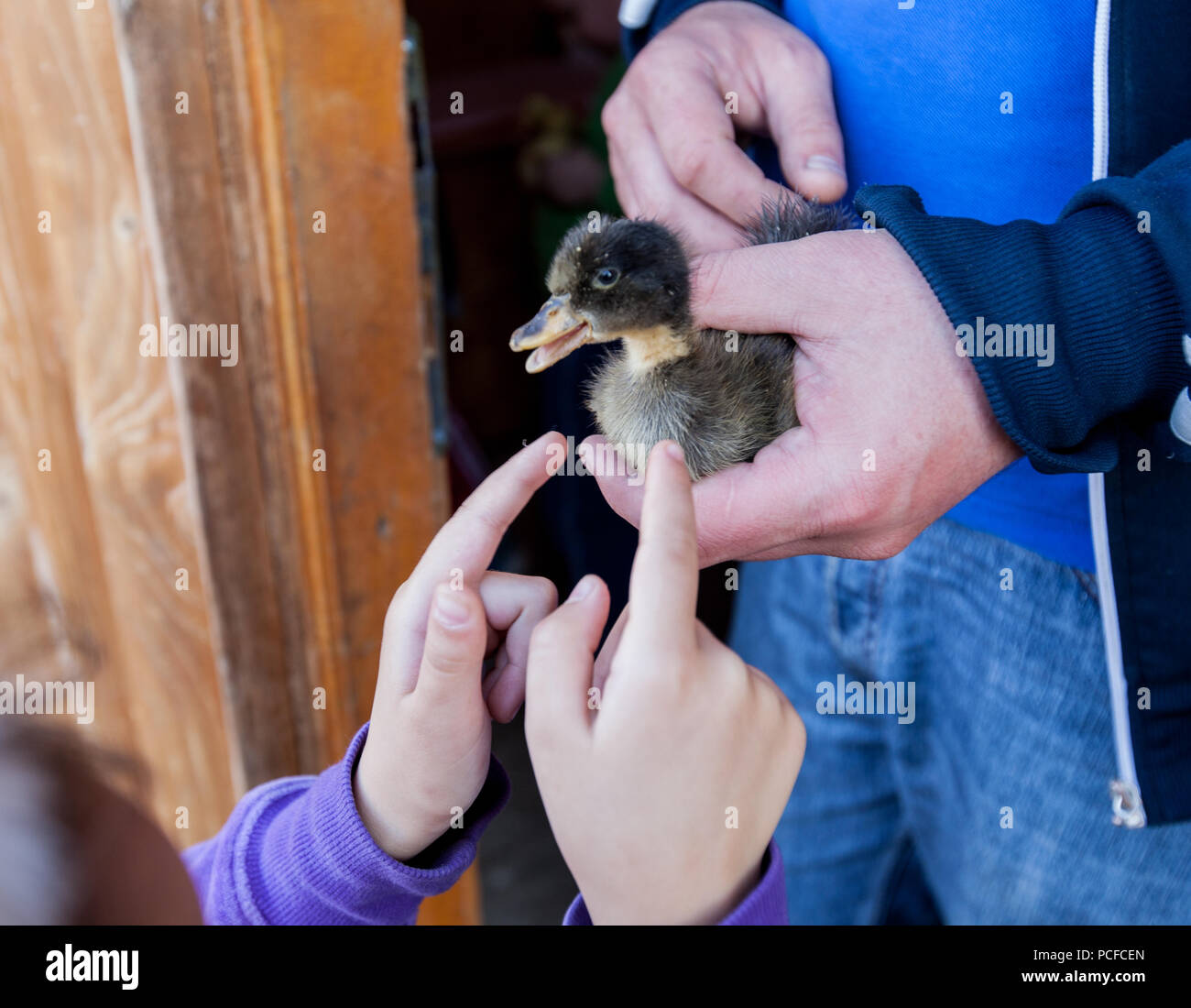 Little Cute Duckling In Human Hands, Support and Development Stock Photo