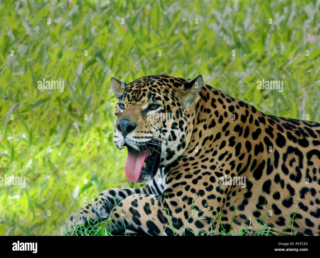 Huge Jaguar laying on a field of green fresh grass Stock Photo - Alamy